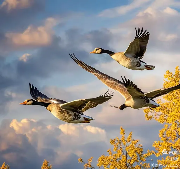 [今日闲趣],《秋雁问书》,(诗词三首)